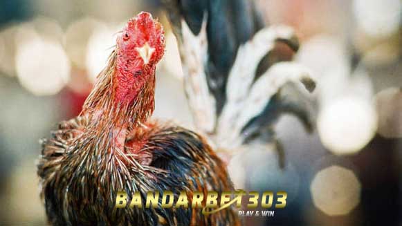 Ciri Istimewa Ayam Sabung Bangkok Berkualitas Juara Laga