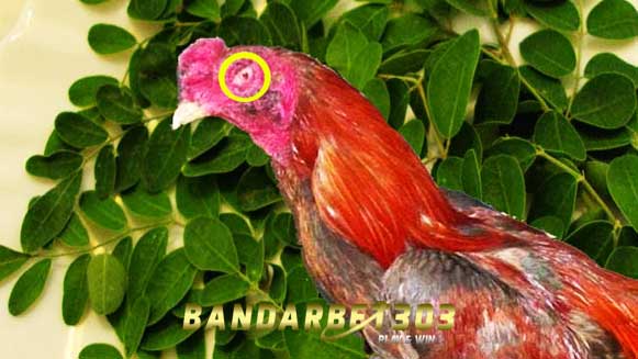Cara Mengobati Luka Mata Ayam Bangkok Dengan Bahan Alami