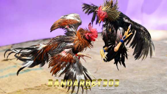 Mengenal Katuranggan Ayam Bangkok Paling Kuat Di Arena Sabung