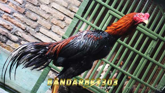 Ini Ciri Ayam Bangkok Asli Thailand, Waspada Penipuan!