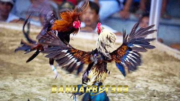 Keunggulan Teknik Pukul Terbang Ayam Bangkok Paling Mematikan