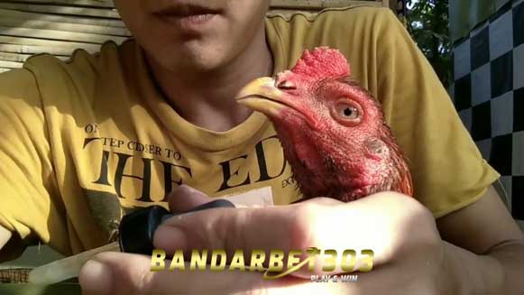 Tips Mengobati Penyakit Manikan Ayam Bangkok Aduan
