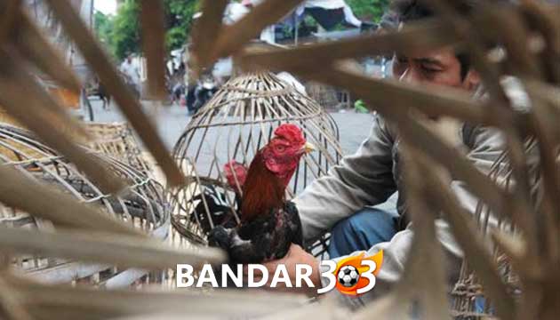 Cara Mudah Pemberian Puding Terbaik Untuk Ayam Bangkok