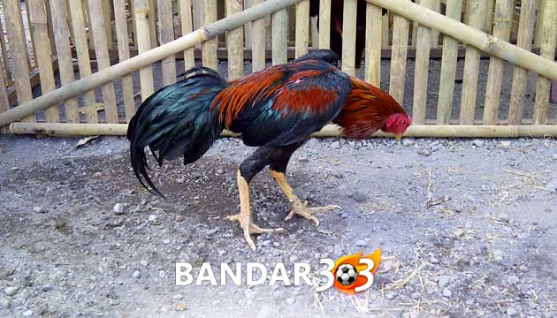 Faktor Utama Hasil Ternak Ayam Bangkok Menjadi Bantat