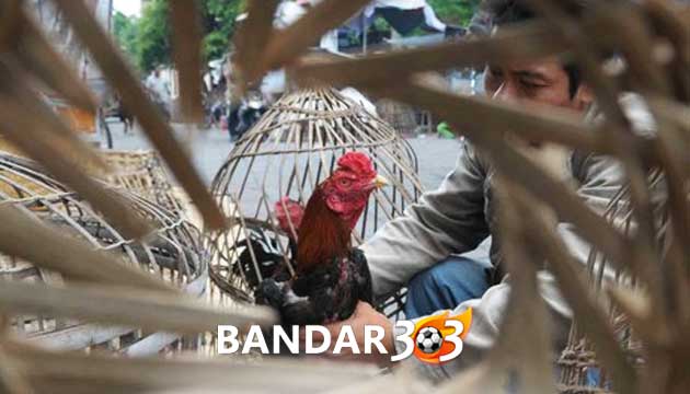 Nutrisi Pakan Ayam Bangkok Agar Menjadi Ayam Petarung Mematikan