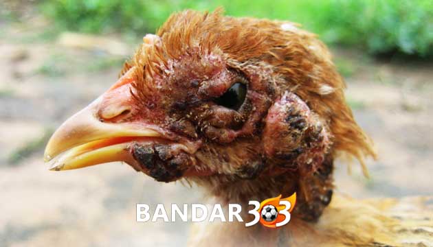 Resep Rahasia Obat Cacar Ayam Bangkok Paling Ampuh