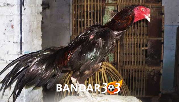 Ayam Songgo Bumi Dengan Keistimewaan Paling Dicari Bobotoh Tua