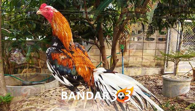 Ciri Khas Teknik Bertarung Ayam Bangkok Wiring Kuning Asli