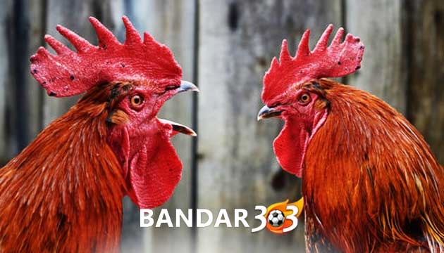 Tips Mudah Melatih Pukulan Ayam Bangkok Agar Semakin Kuat dan Cepat