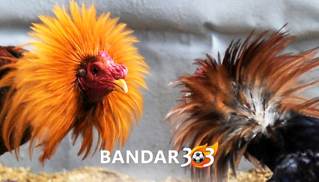 Tips Merubah Ayam Bangkok Aduan Menjadi Agresif